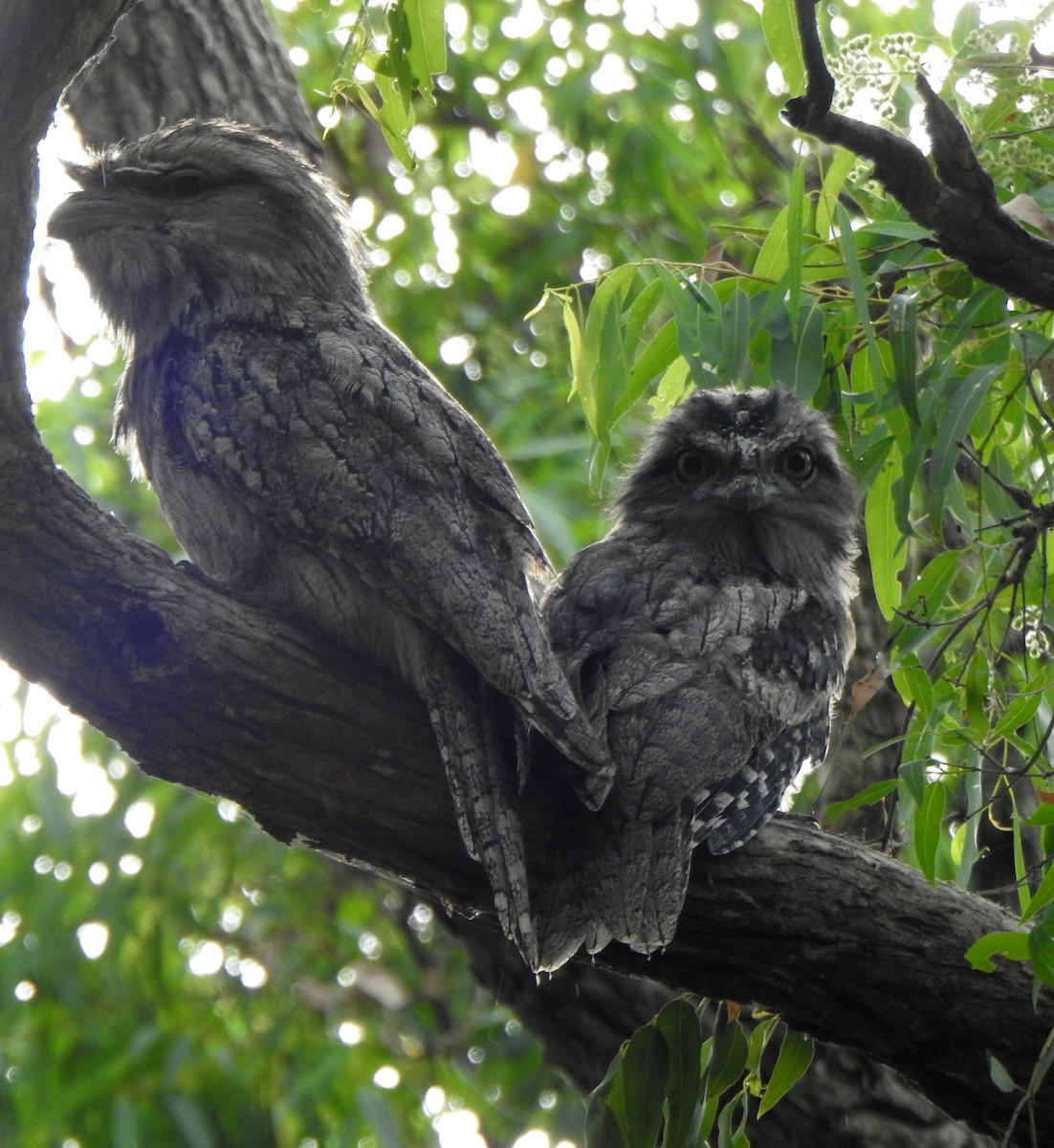 Tawny Frogmouth - ML645822245