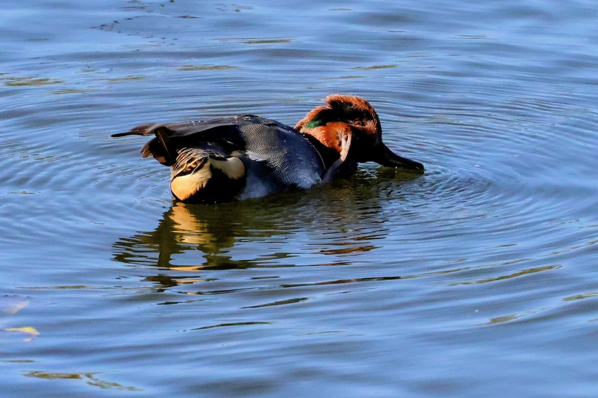 Green-winged Teal - ML645822246