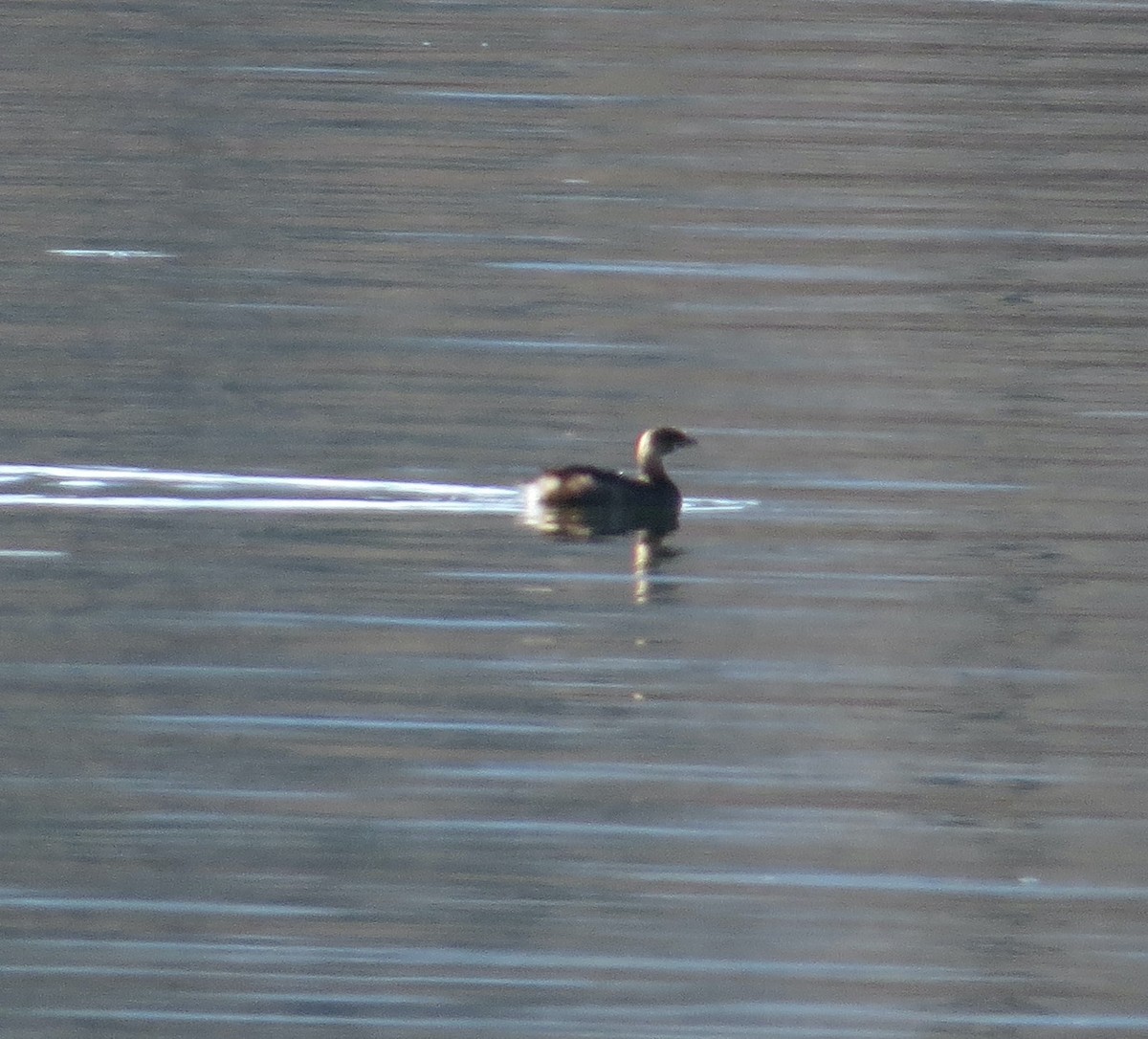 オビハシカイツブリ - ML645822257