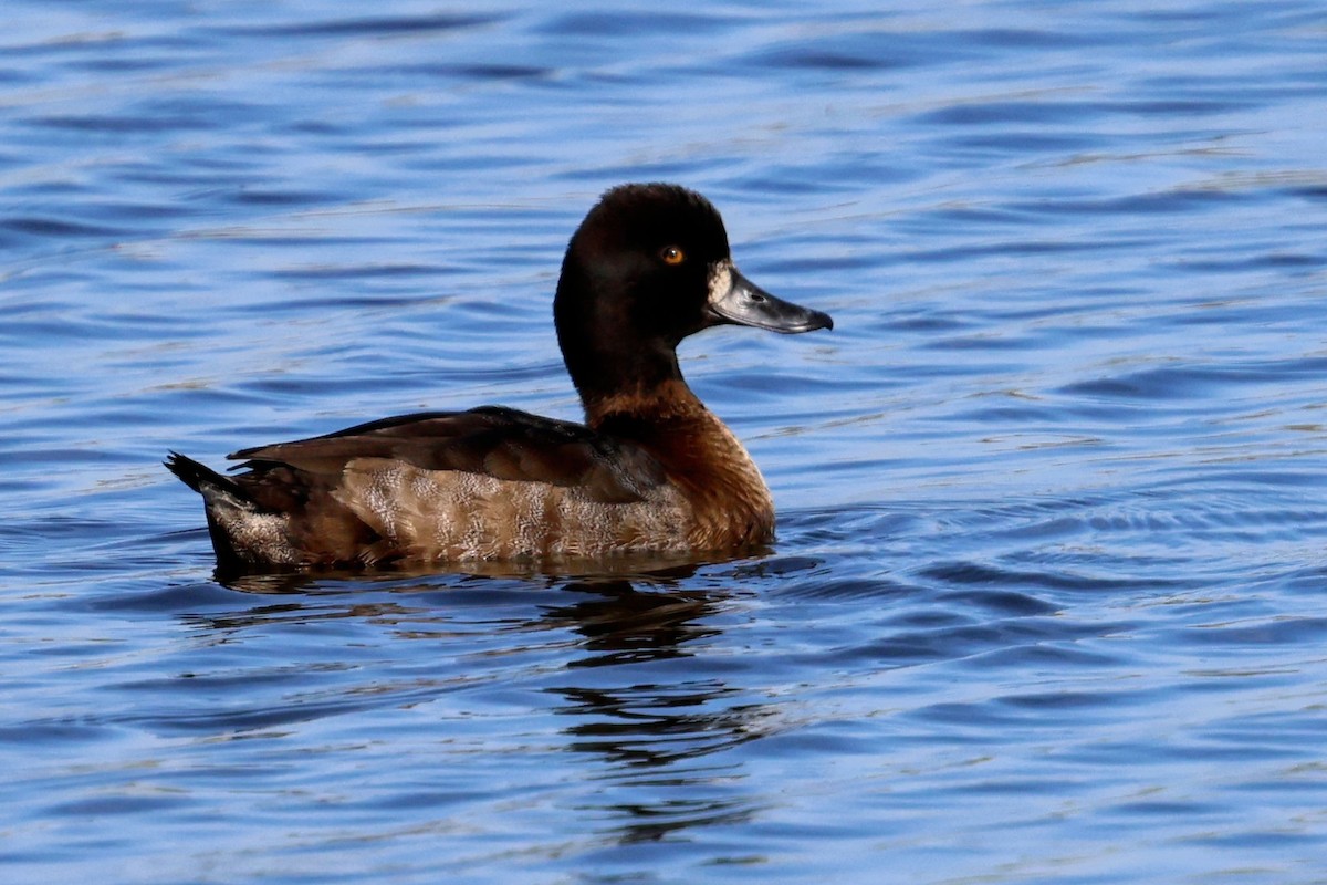 Lesser Scaup - ML645822260