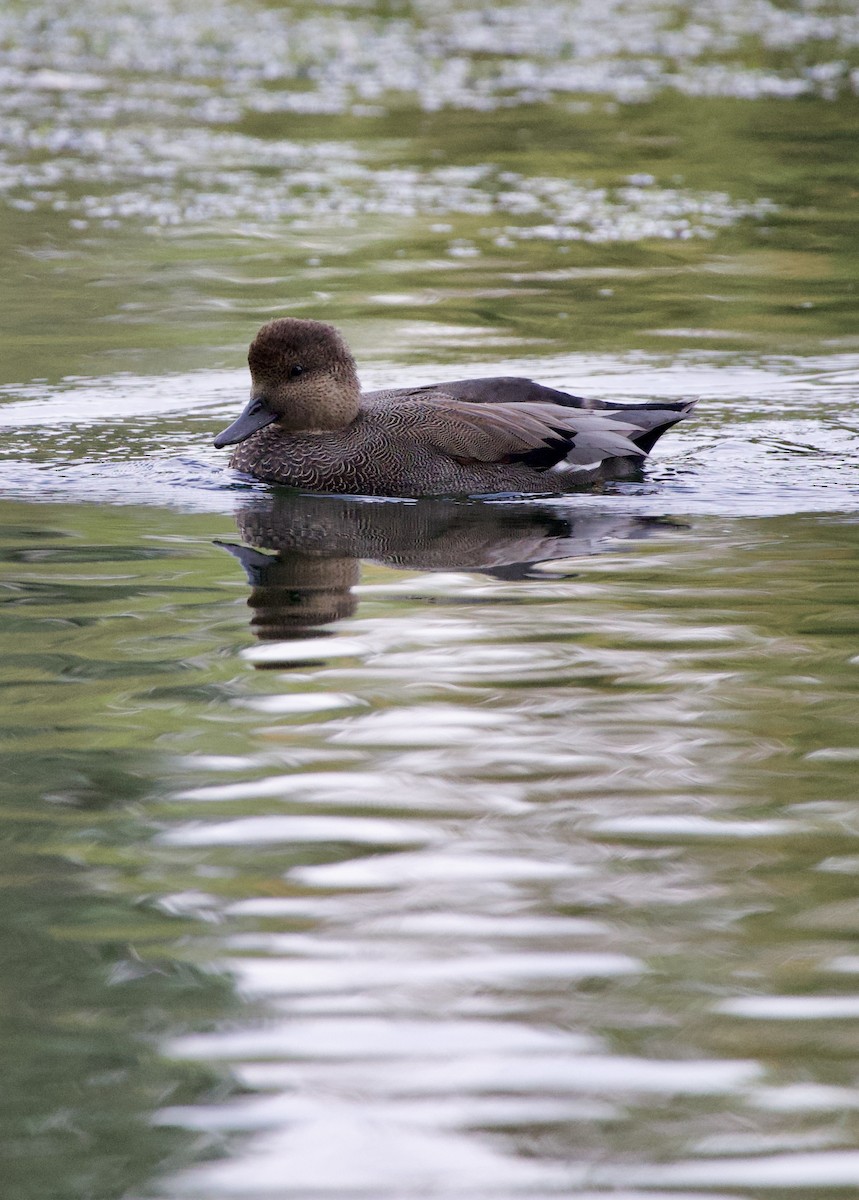 Серая утка - ML645822261