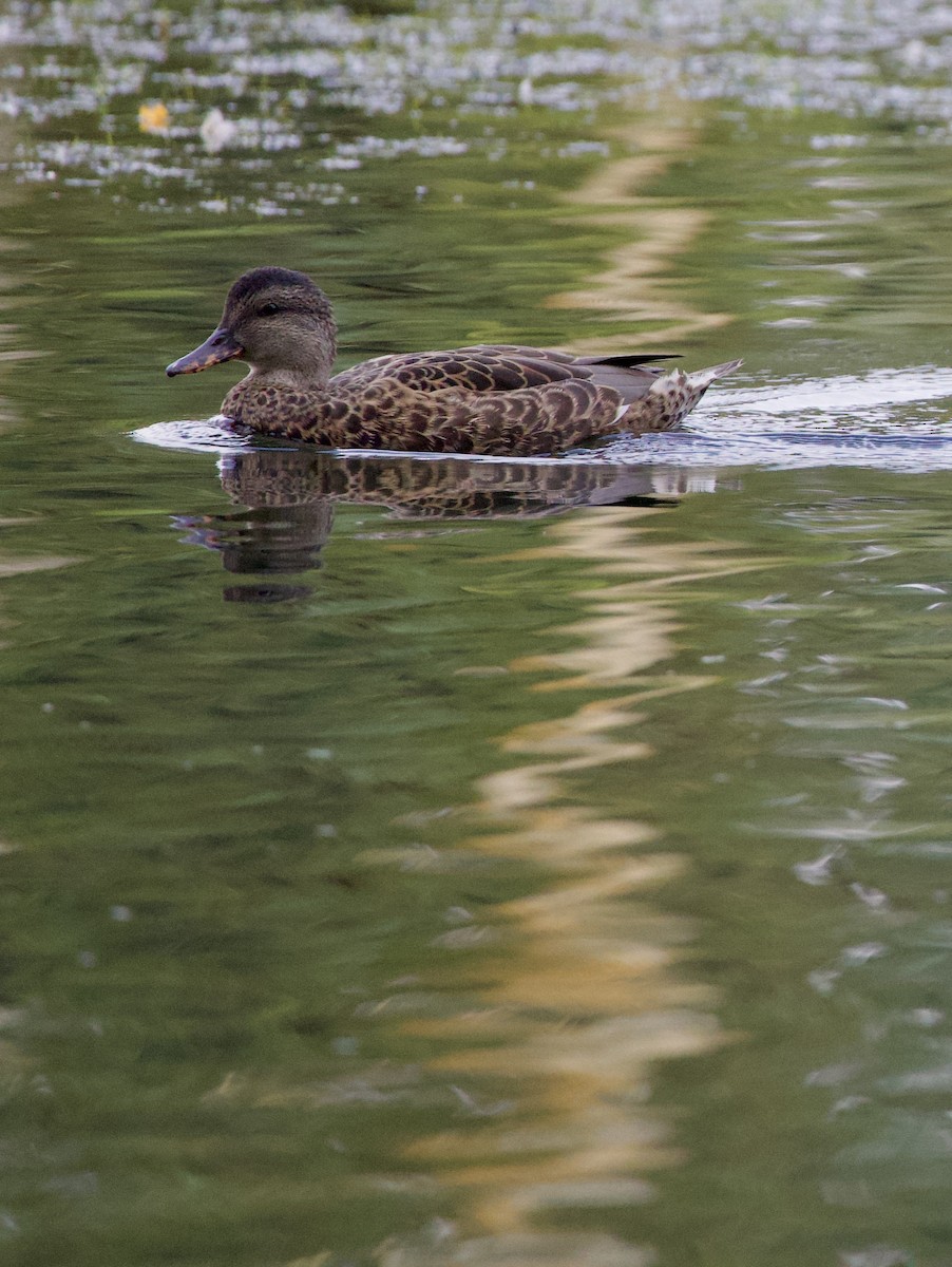 Серая утка - ML645822262