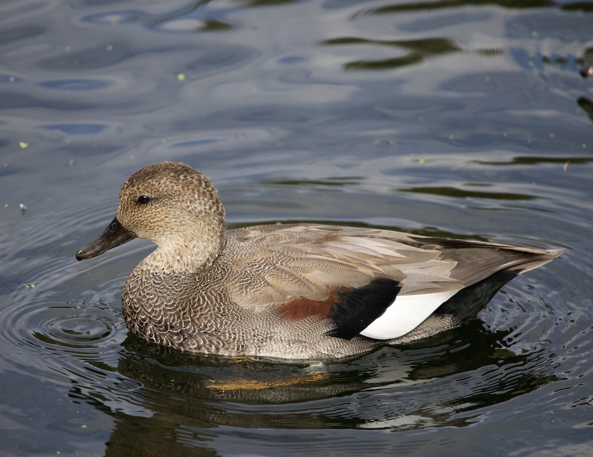 Серая утка - ML645822263