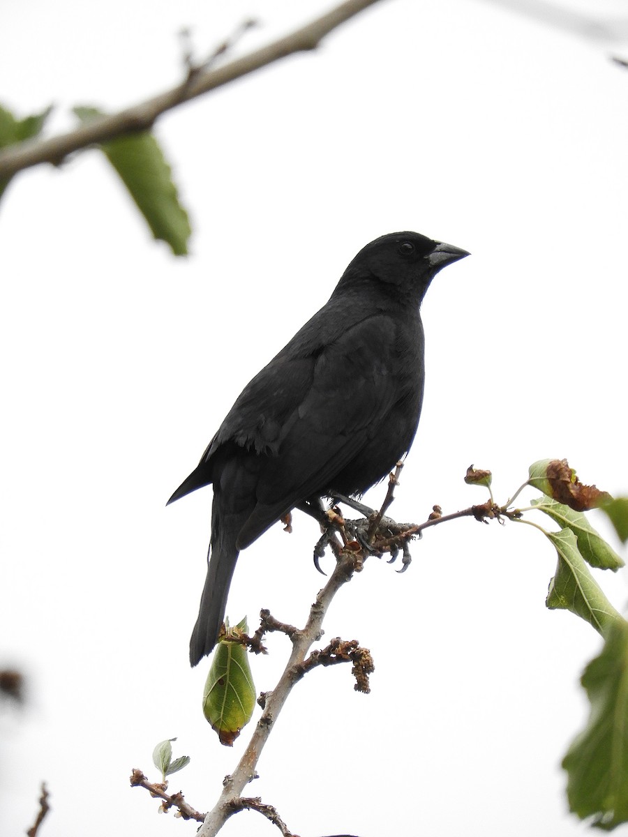 Rotachsel-Kuhstärling - ML645822264