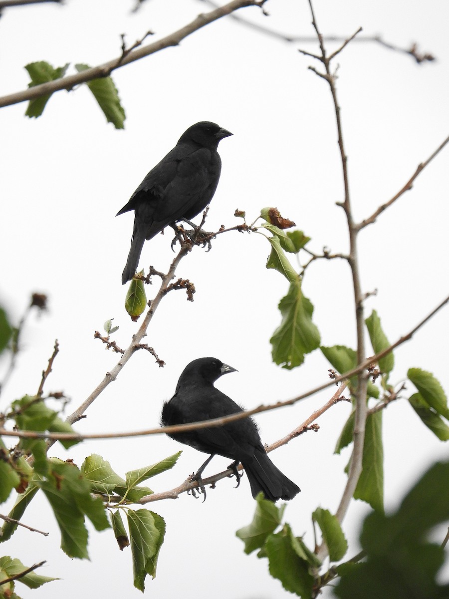 Крикливый трупиал - ML645822265