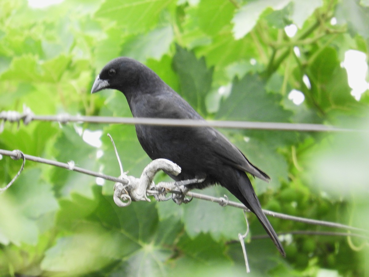 Крикливый трупиал - ML645822266