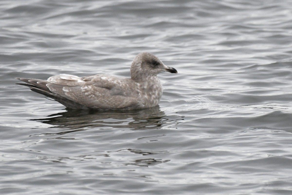 Iceland Gull (Thayer's) - ML645822268