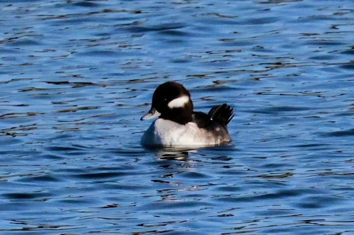 Гоголь-головастик - ML645822269