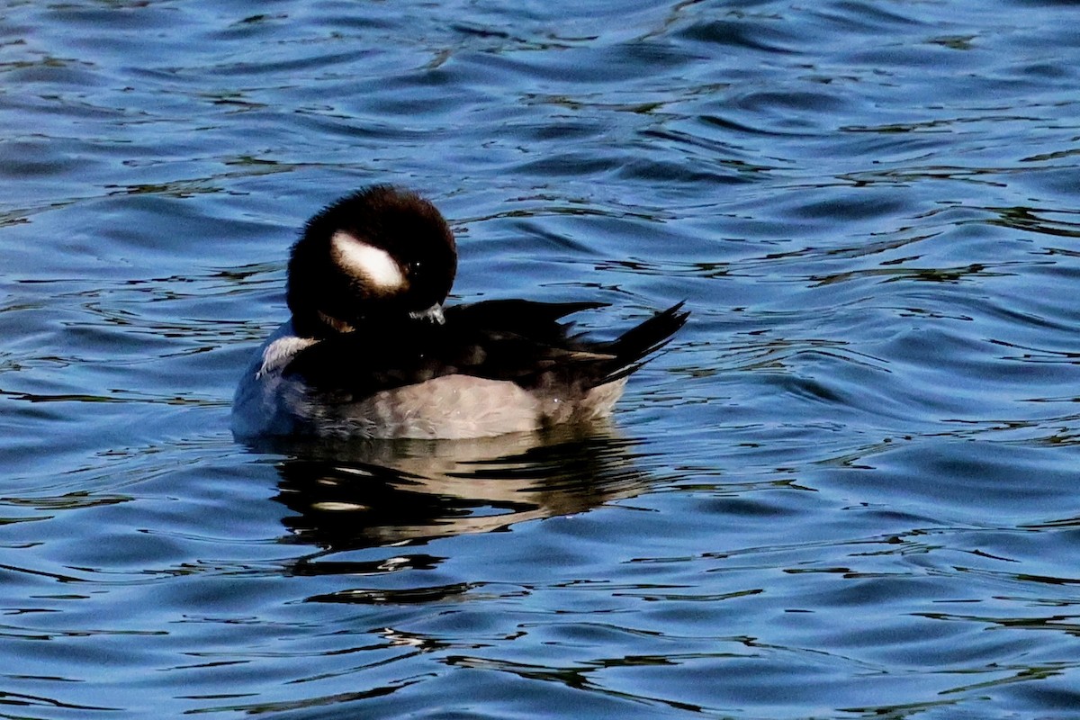 Гоголь-головастик - ML645822270