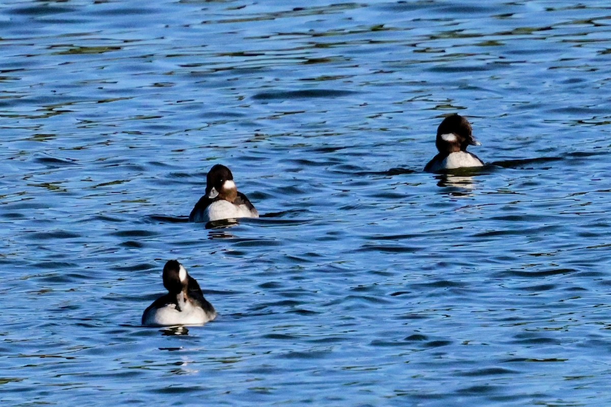 Гоголь-головастик - ML645822271