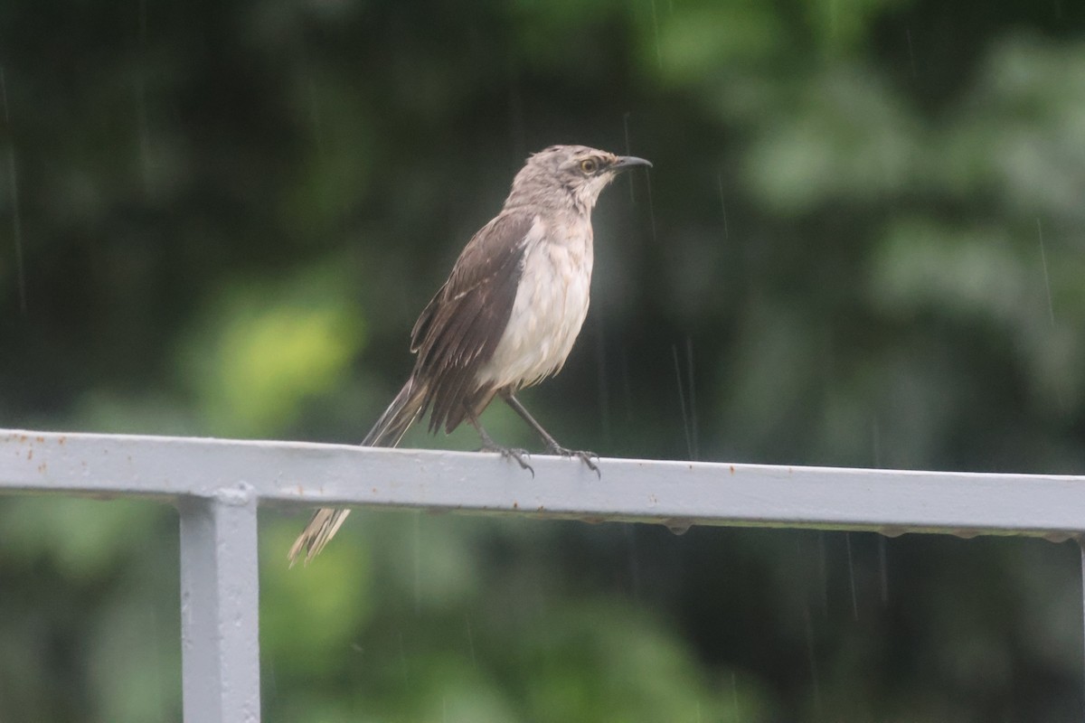 Tropical Mockingbird - ML645822273