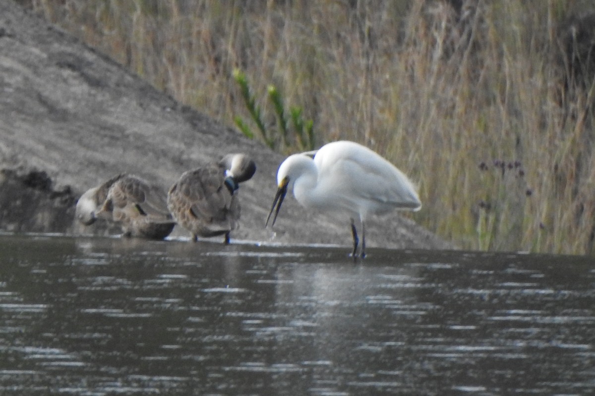 Малая белая цапля - ML645822275