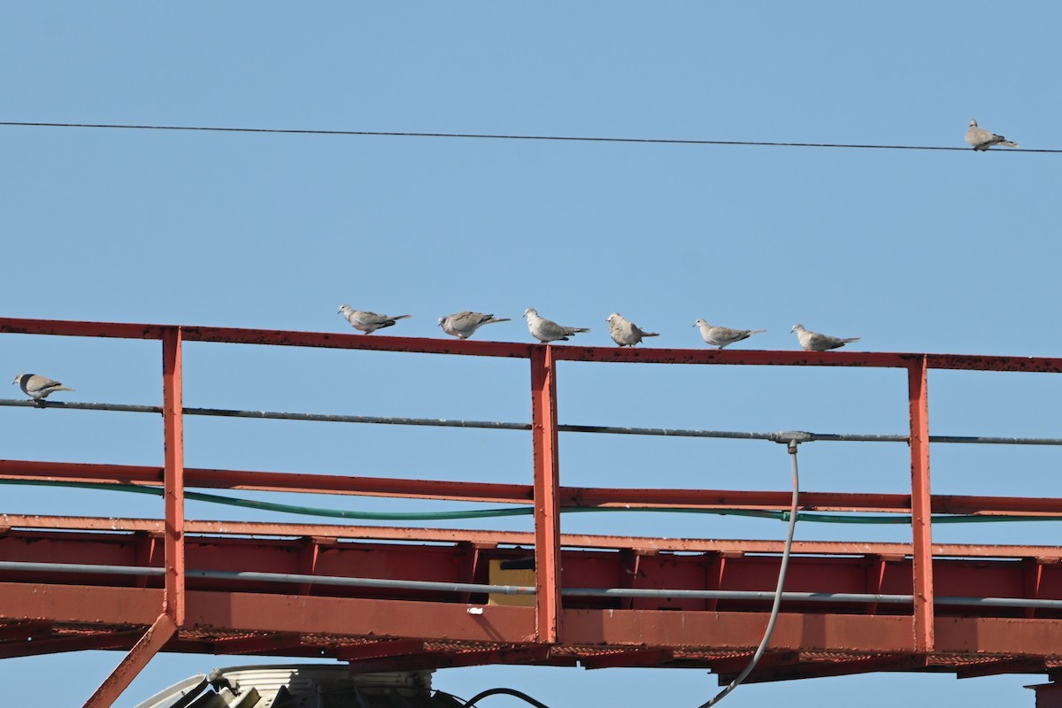 Кольчатая горлица - ML645822277