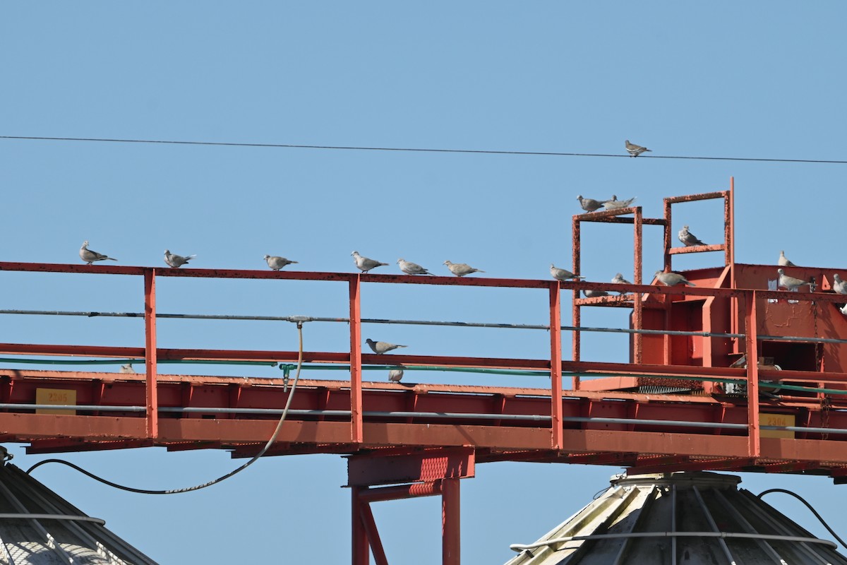 Кольчатая горлица - ML645822278