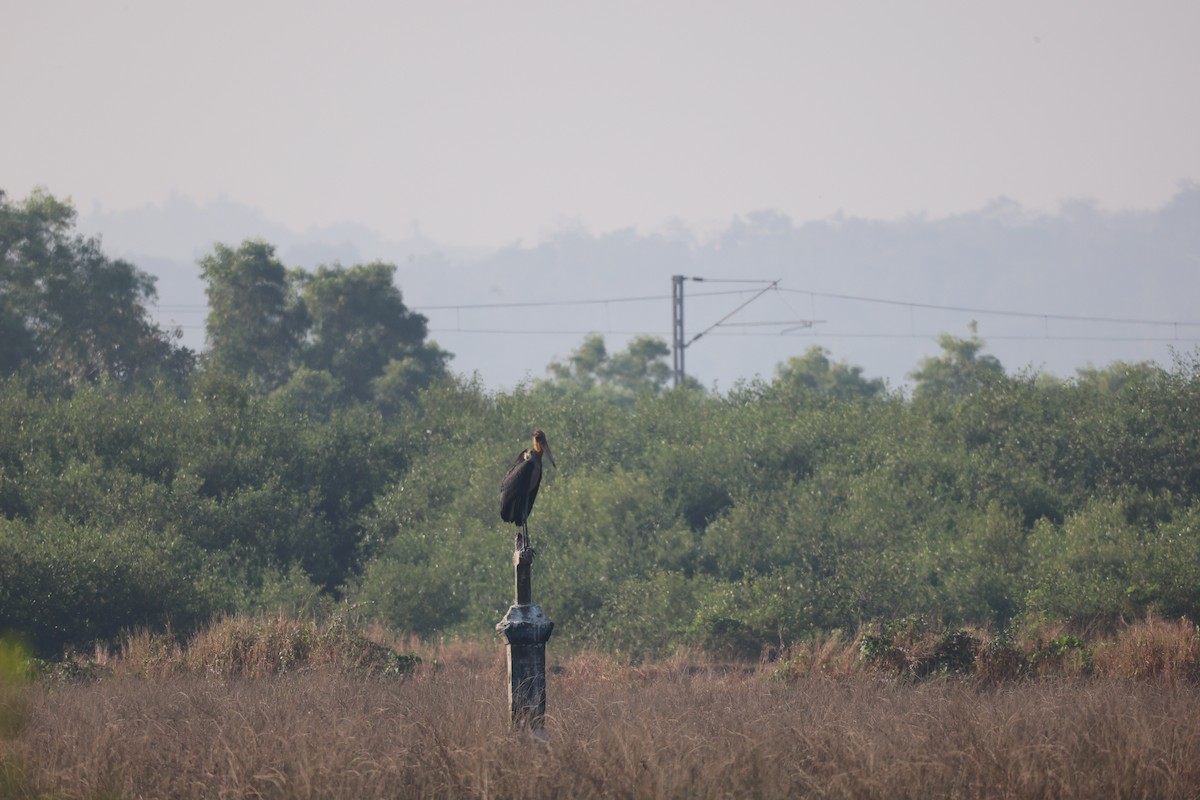 Зондский марабу - ML645822280