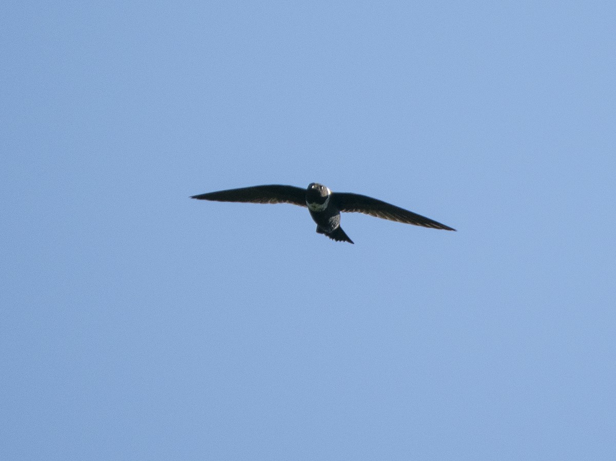 Vencejo Acollarado - ML645822281