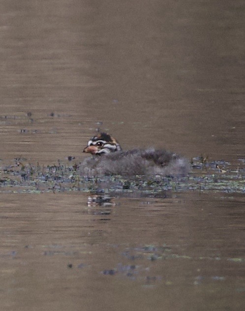 Пестроклювая поганка - ML645822282