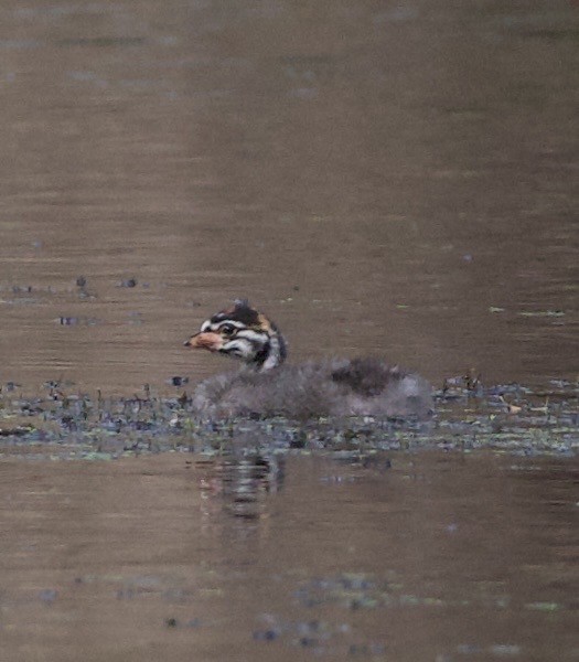 Пестроклювая поганка - ML645822283