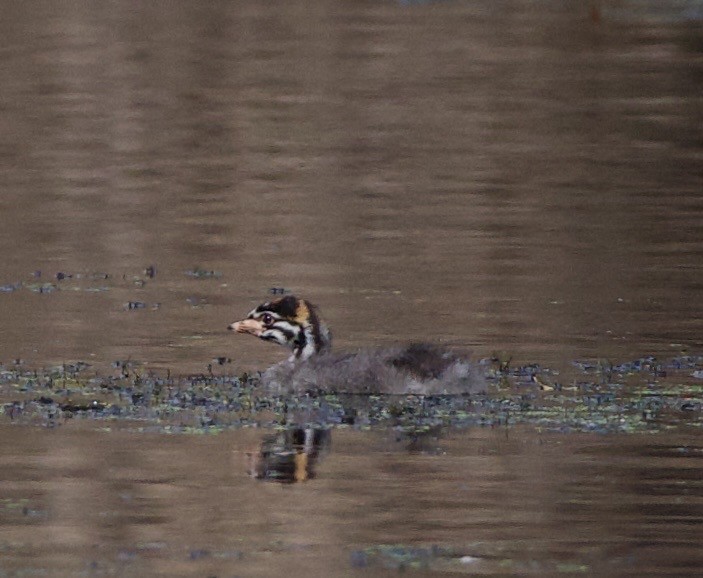 Пестроклювая поганка - ML645822284