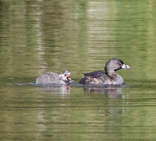 Пестроклювая поганка - ML645822285