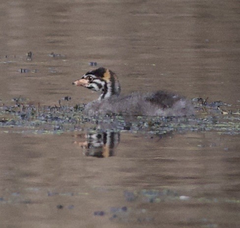 Пестроклювая поганка - ML645822286