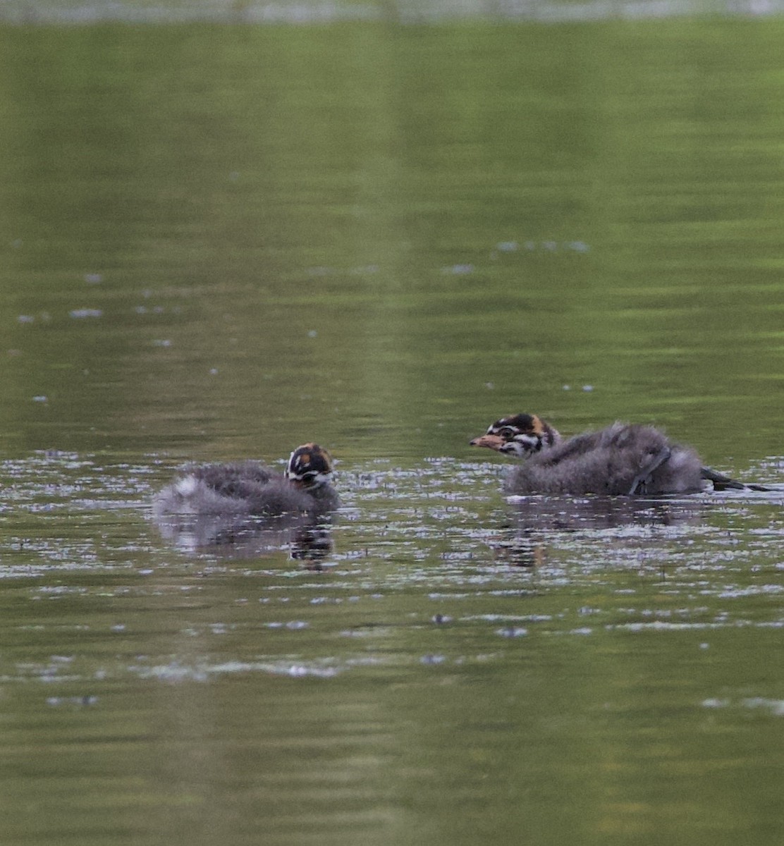 Пестроклювая поганка - ML645822287