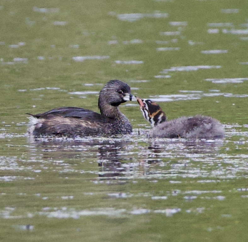 Пестроклювая поганка - ML645822288