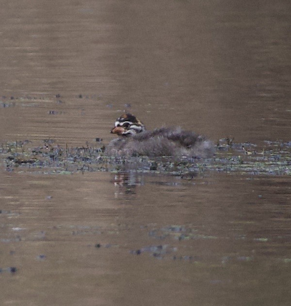 Пестроклювая поганка - ML645822289