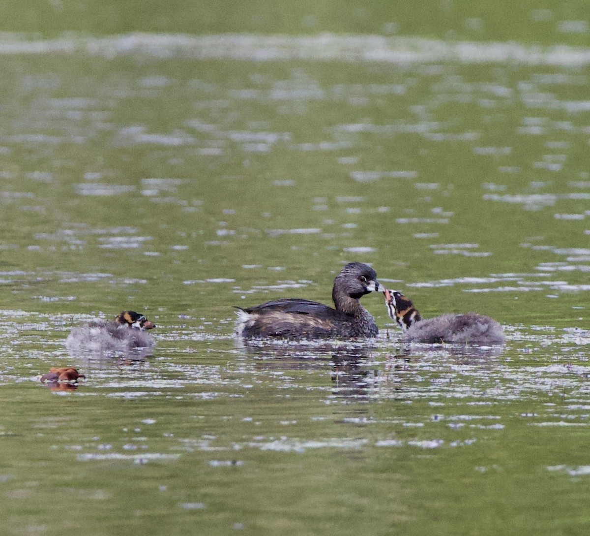 Пестроклювая поганка - ML645822290