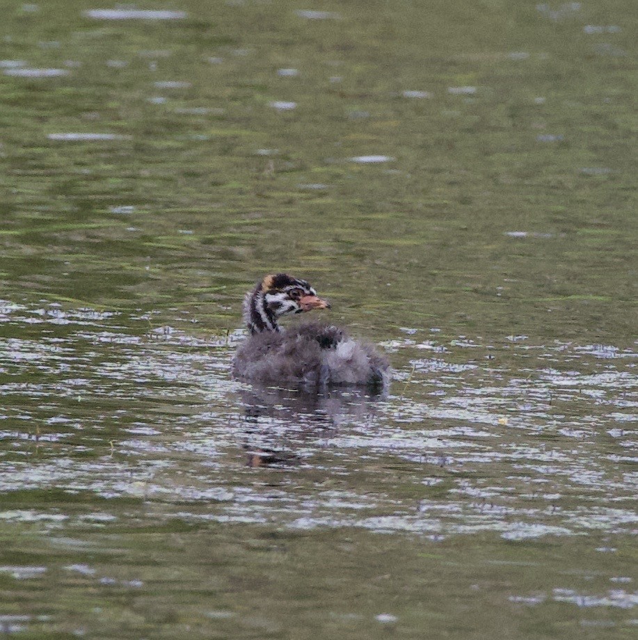 Пестроклювая поганка - ML645822291