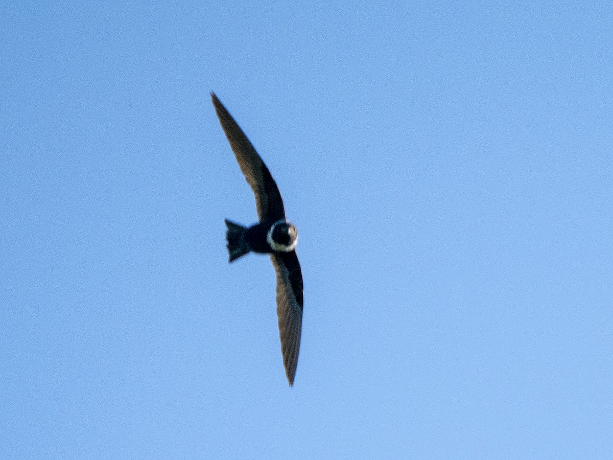 Ошейниковый стриж - ML645822292