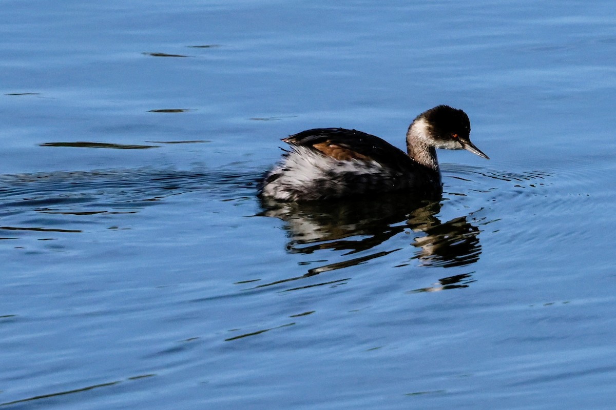 Черношейная поганка - ML645822293