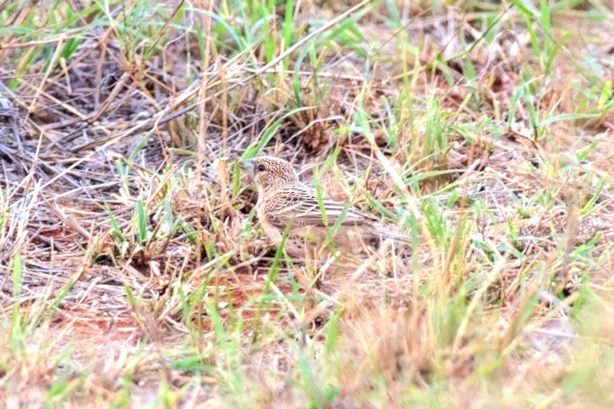 Общественный ткачик - ML645822294