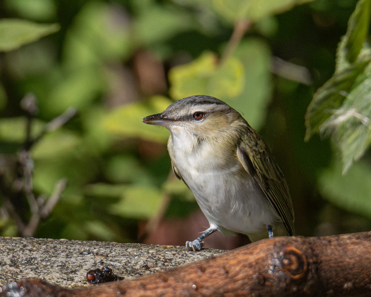 Красноглазый виреон - ML645822295