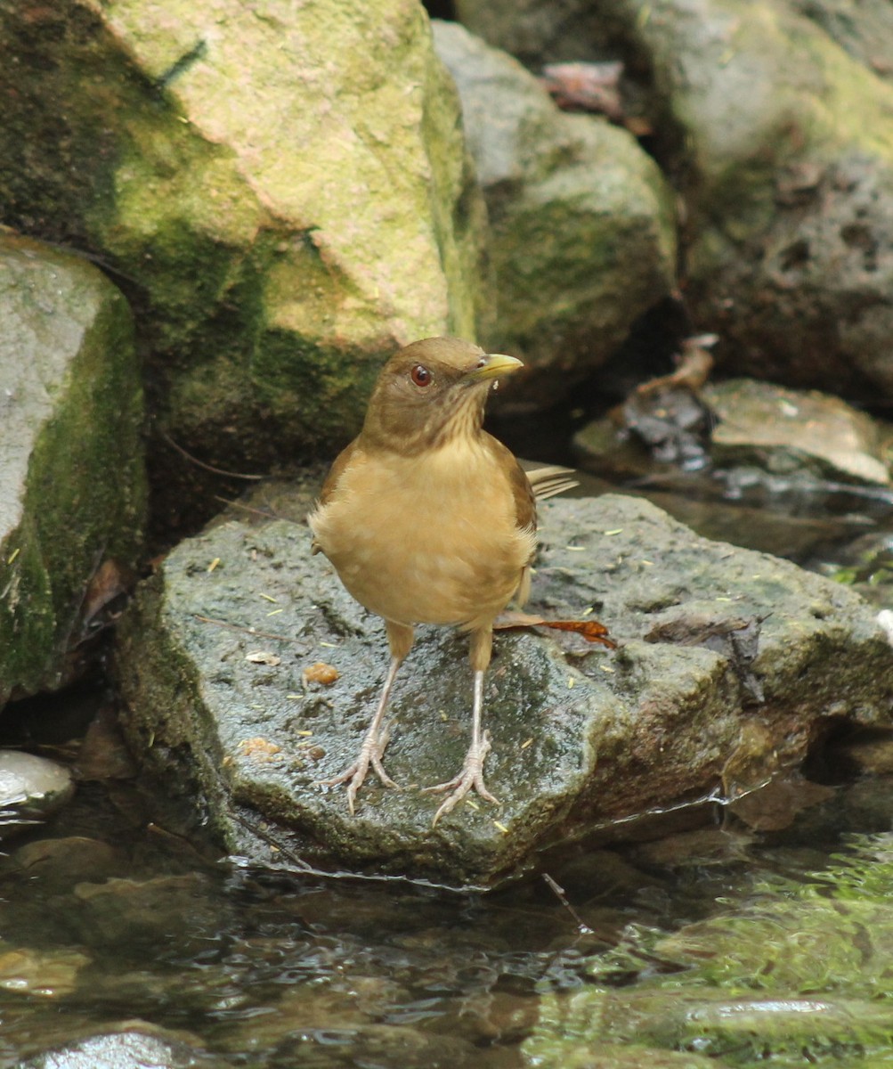 Рыжеватый дрозд - ML645822296