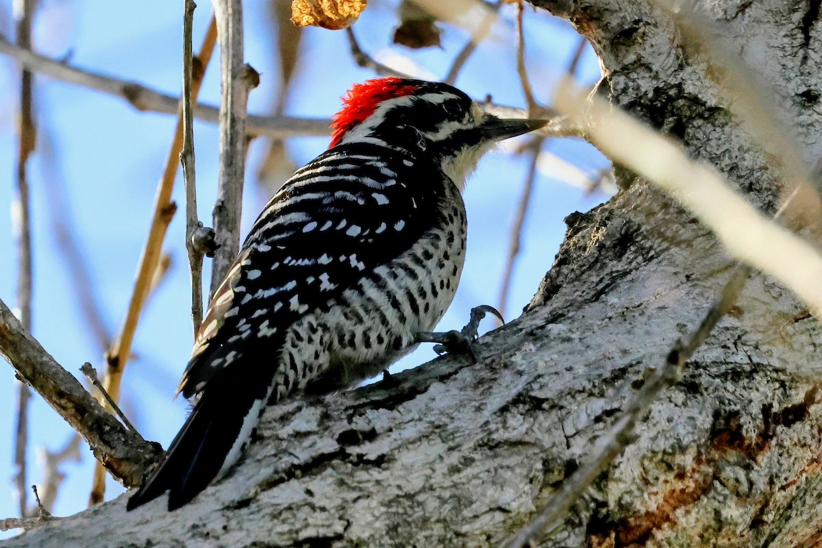 Калифорнийский дятел - ML645822297