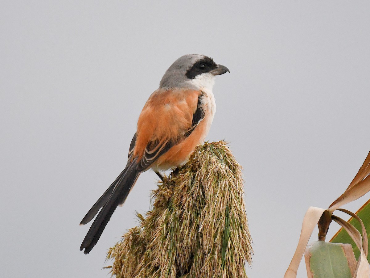 Длиннохвостый сорокопут - ML645822298