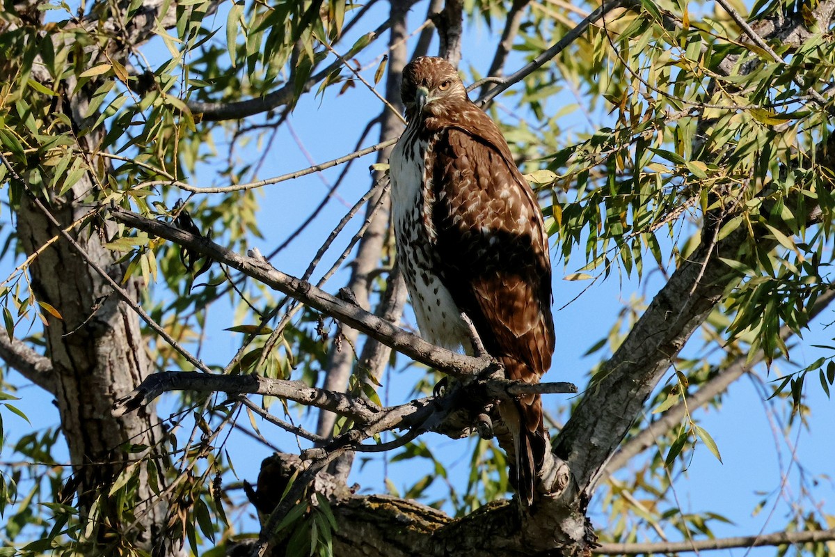 Краснохвостый канюк - ML645822301