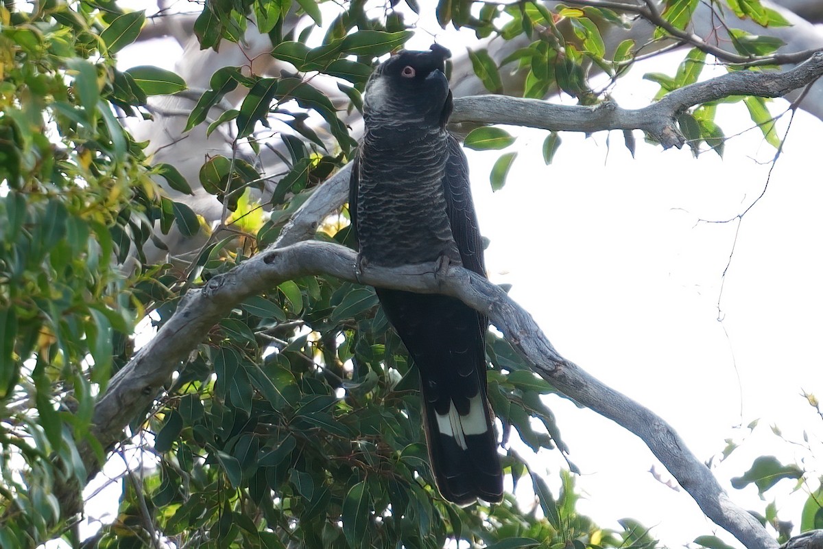 Белоухий траурный какаду - ML645822302