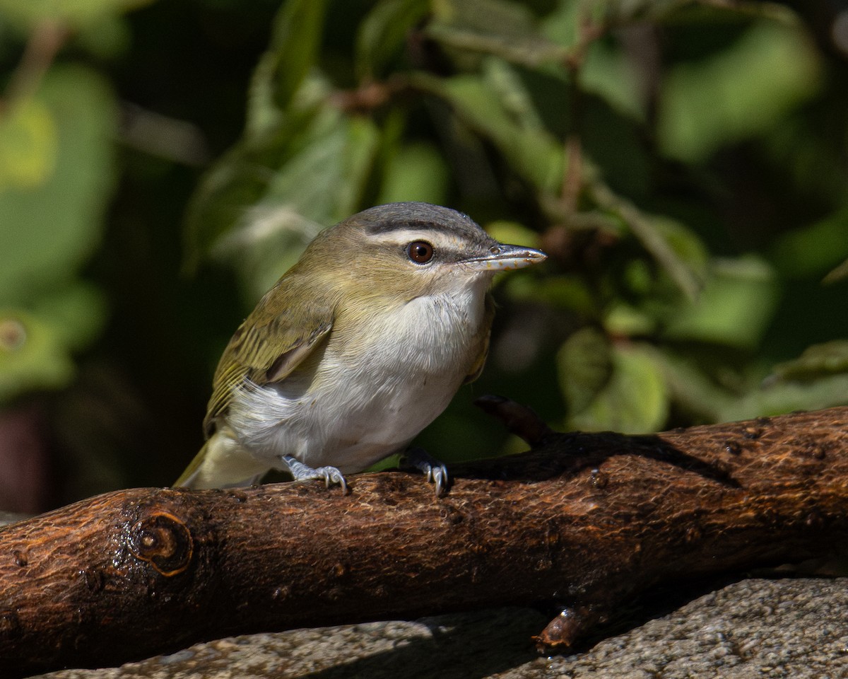 Красноглазый виреон - ML645822303
