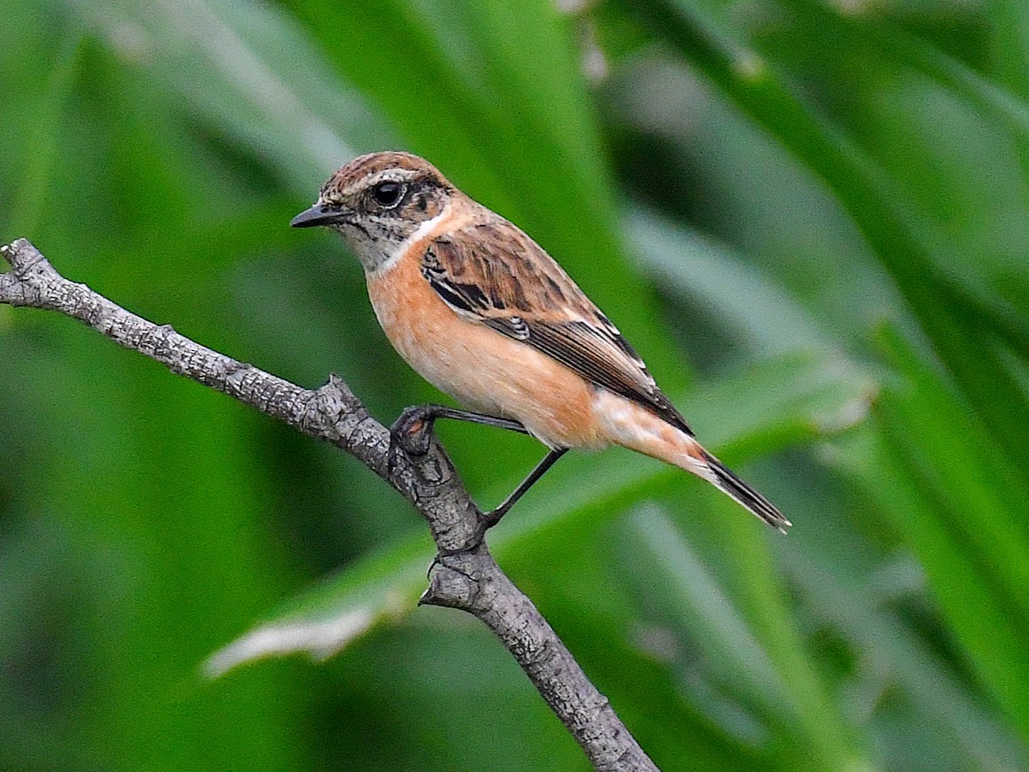 Восточный черноголовый чекан - ML645822305