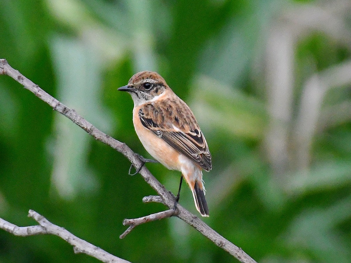 Восточный черноголовый чекан - ML645822306