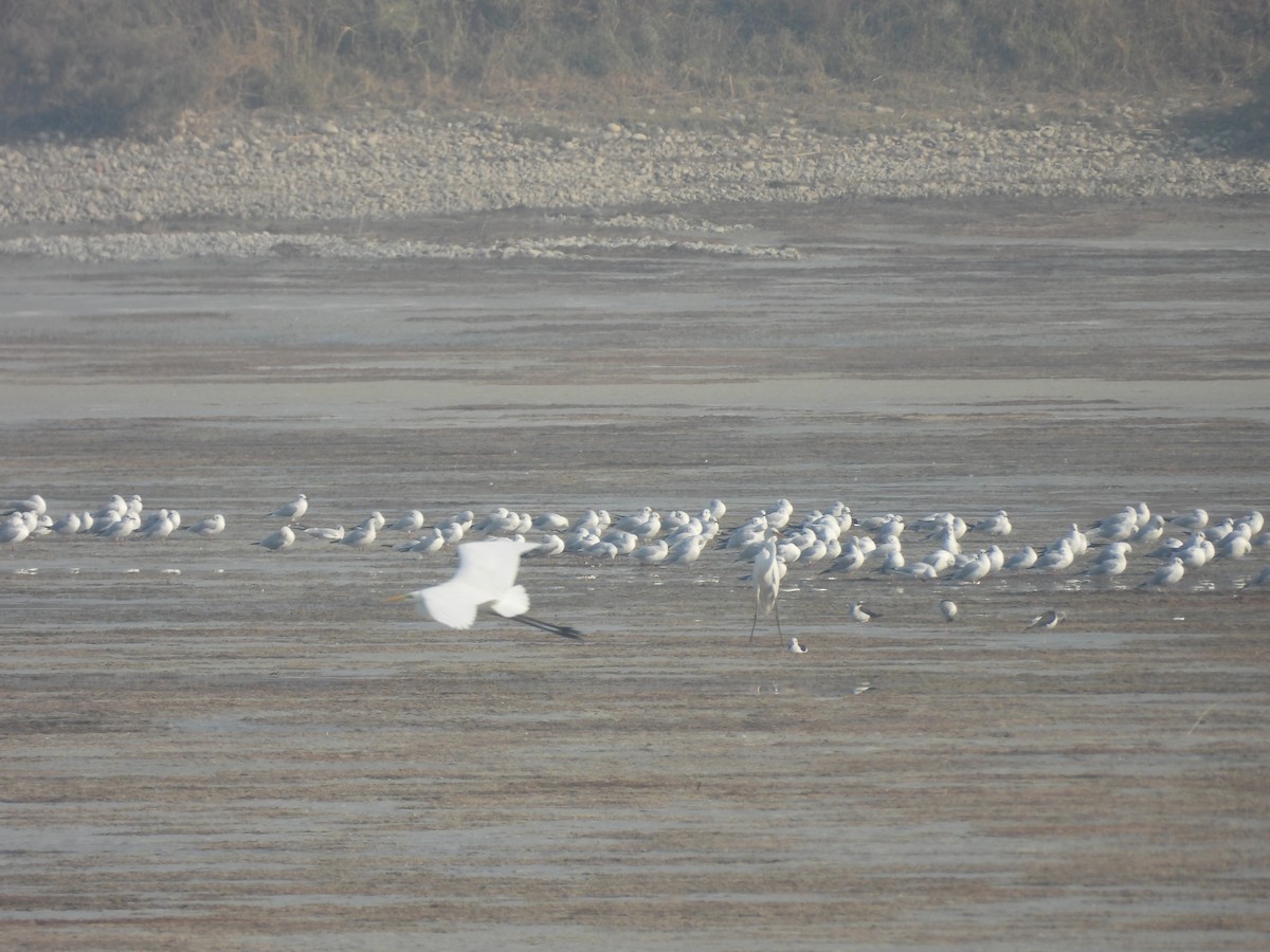 Озёрная чайка - ML645822307