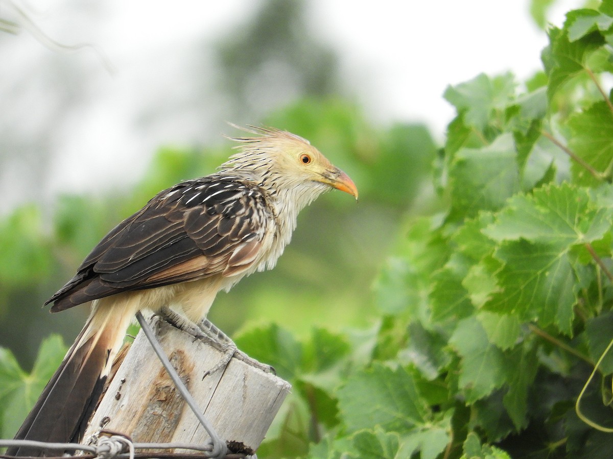 Guira Cuckoo - ML645822310