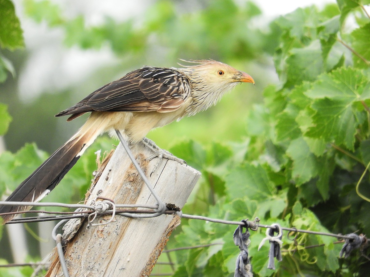 Guira Cuckoo - ML645822311