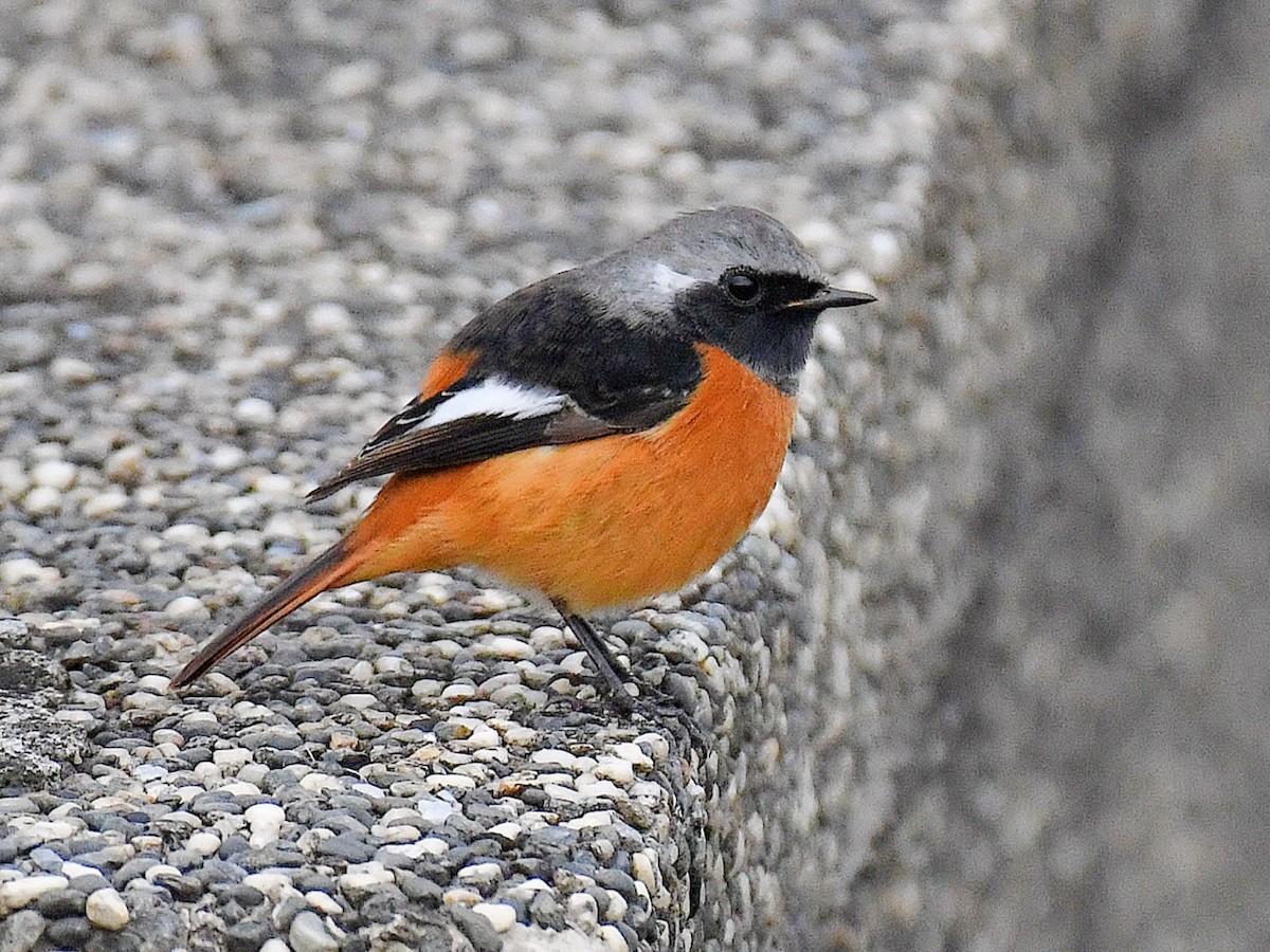 חכלילית סיבירית - ML645822314