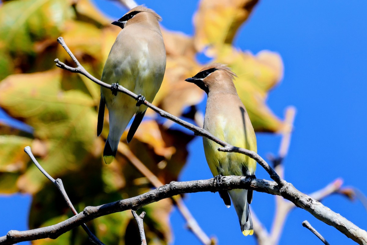 Sedir İpekkuyruğu - ML645822316