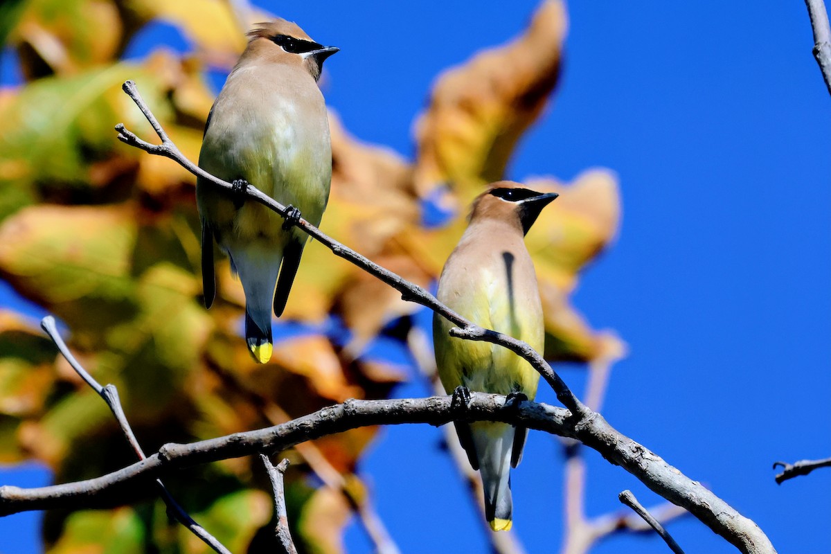 Sedir İpekkuyruğu - ML645822317