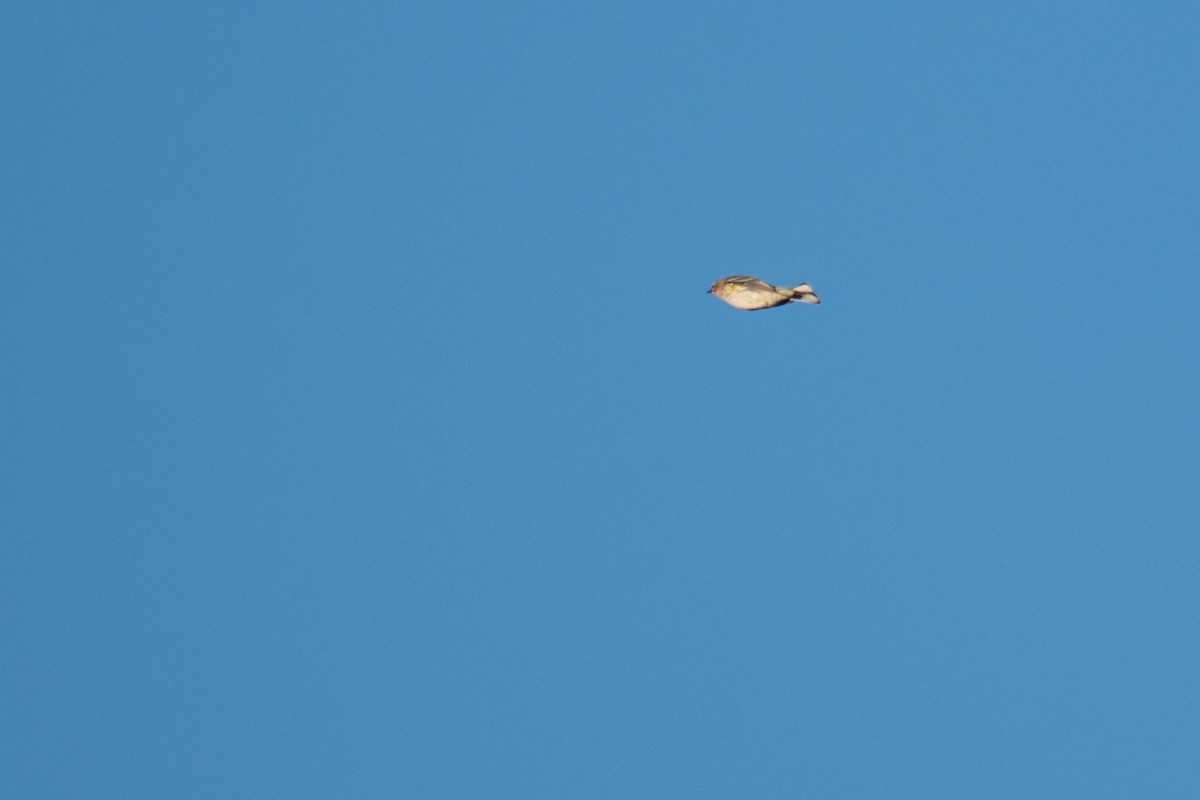 Yellow-rumped Warbler - ML645822323