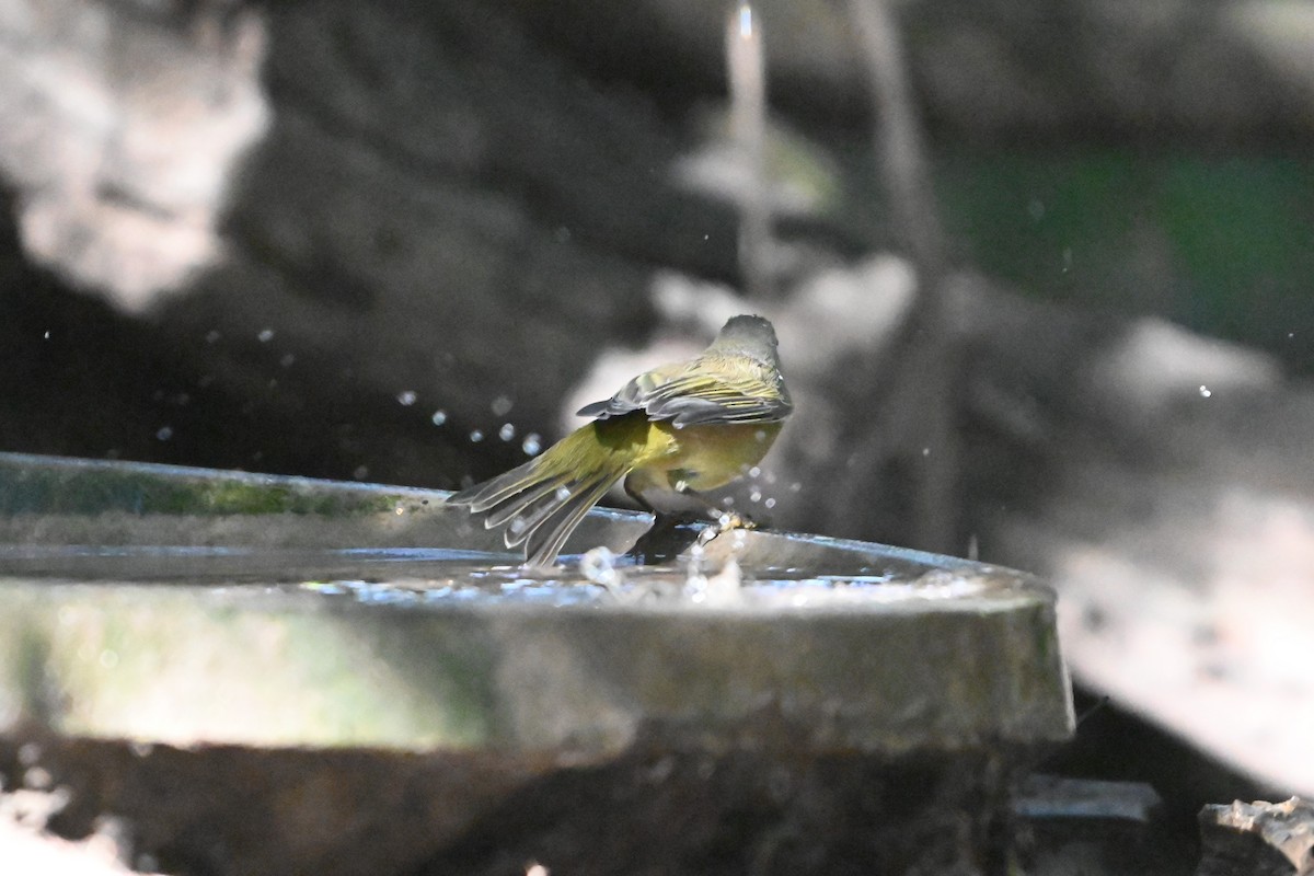 Orange-crowned Warbler - ML645822324